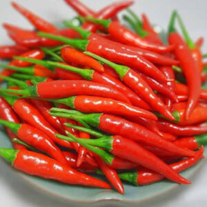ỚT CHỈ THIÊN
